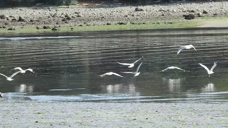 Foulweather Bluff Preserve - Hansville, WA