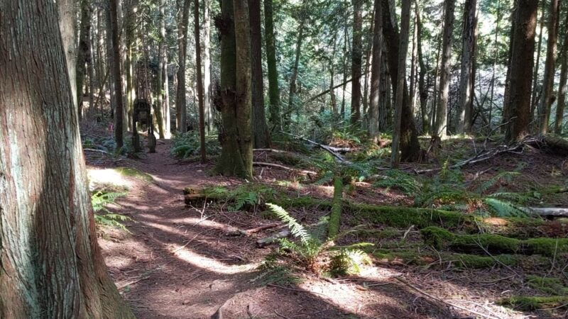 Hansville Greenway - Hansville, WA