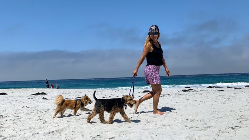 Happy Dog Carmel - ,