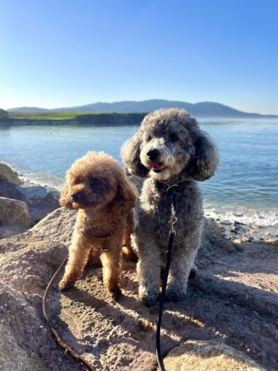 Happy Dog Carmel - ,