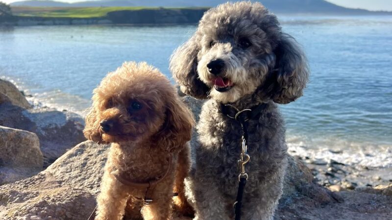 Happy Dog Carmel - ,