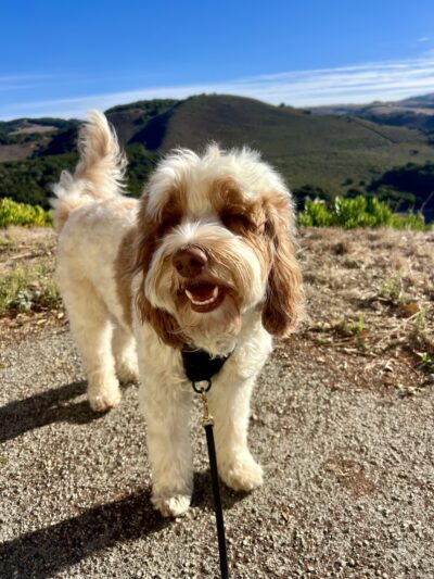 Happy Dog Carmel - ,