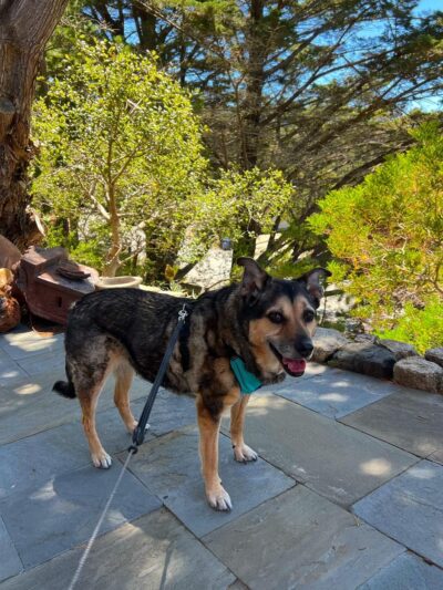 Happy Dog Carmel - ,