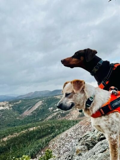 Happy Dog Hike Club - ,