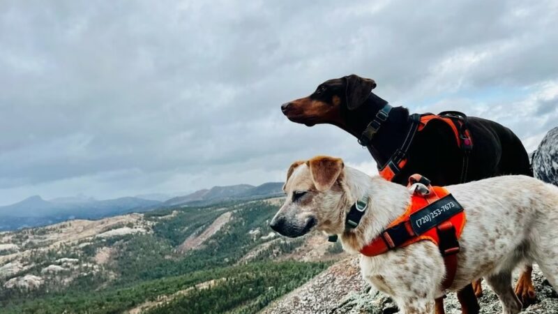 Happy Dog Hike Club - ,