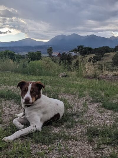 Happy Dog Hike Club - ,