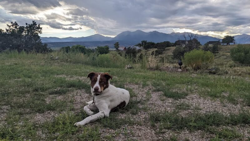 Happy Dog Hike Club - ,