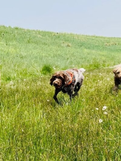 Happy Dog Hike Club - ,