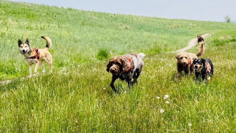 Happy Dog Hike Club - ,