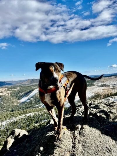 Happy Dog Hike Club - ,