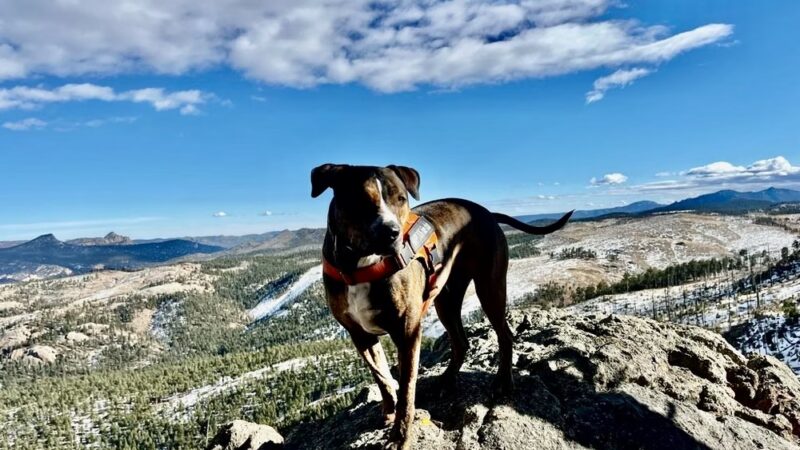 Happy Dog Hike Club - ,