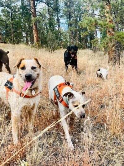 Happy Dog Hike Club - ,