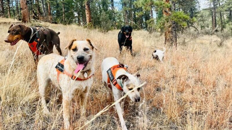 Happy Dog Hike Club - ,