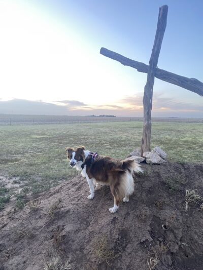 Happy Dog Park - Happy, TX