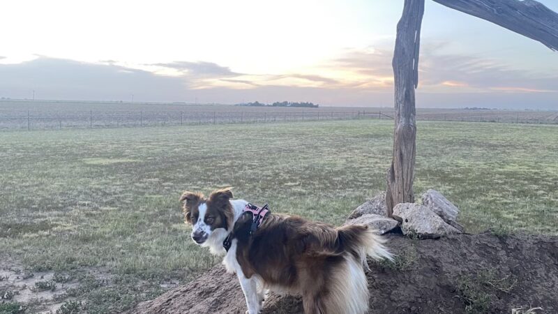 Happy Dog Park - Happy, TX
