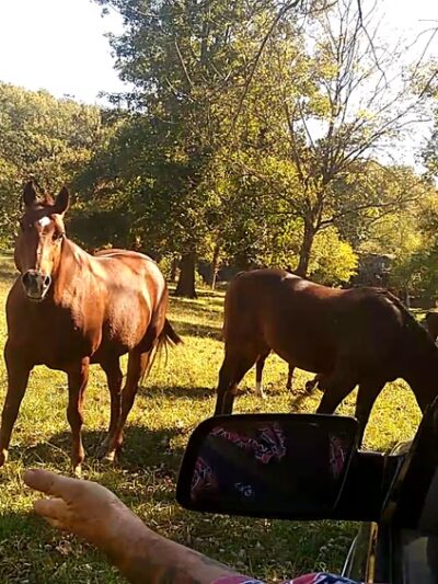 Griffin Park RV Park and Campground - Hardy, AR