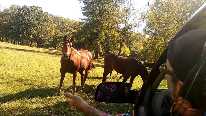 Griffin Park RV Park and Campground - Hardy, AR