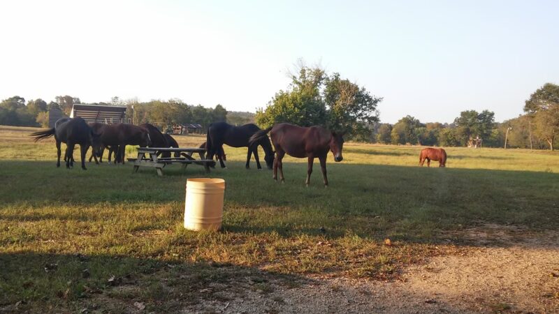 Griffin Park RV Park and Campground - Hardy, AR