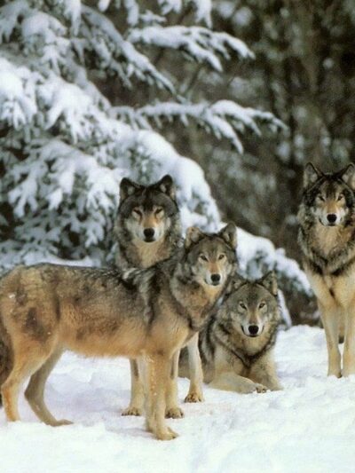 The Holistic Pet Nutrition Center - Harmony - Harmony, PA