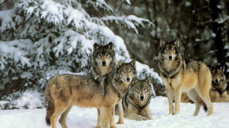 The Holistic Pet Nutrition Center - Harmony - Harmony, PA