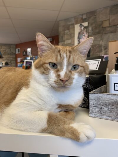 The Holistic Pet Nutrition Center - Harmony - Harmony, PA