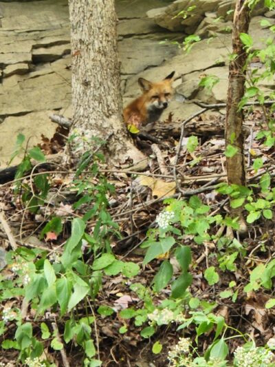 Trail to Rapp's Seat - Harmony, PA