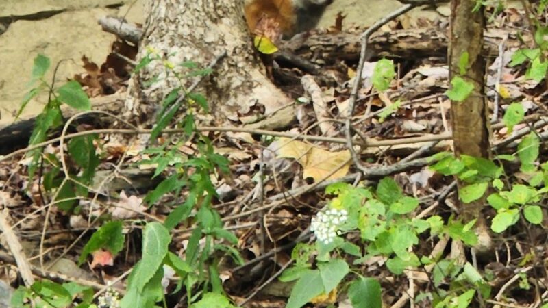 Trail to Rapp's Seat - Harmony, PA