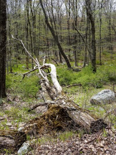 North Fingerboard Mountain - Harriman, NY