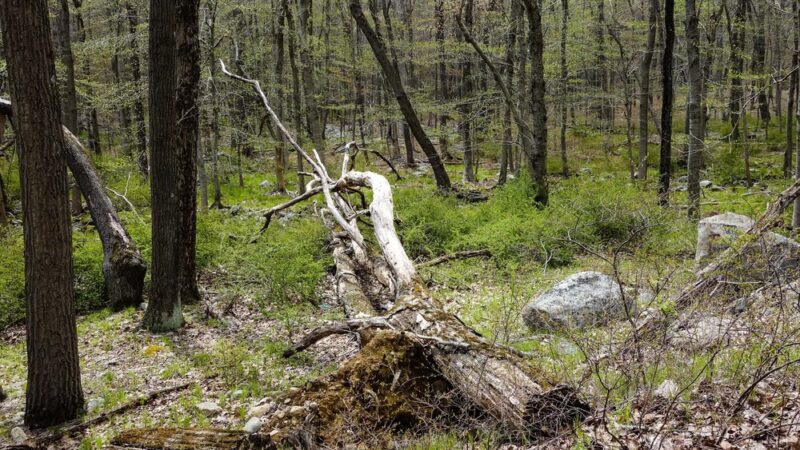 North Fingerboard Mountain - Harriman, NY
