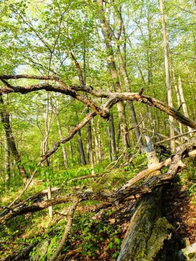 North Fingerboard Mountain - Harriman, NY