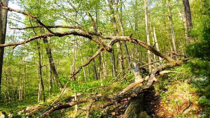 North Fingerboard Mountain - Harriman, NY