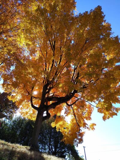 Plum Alley Park - Harrisburg, PA