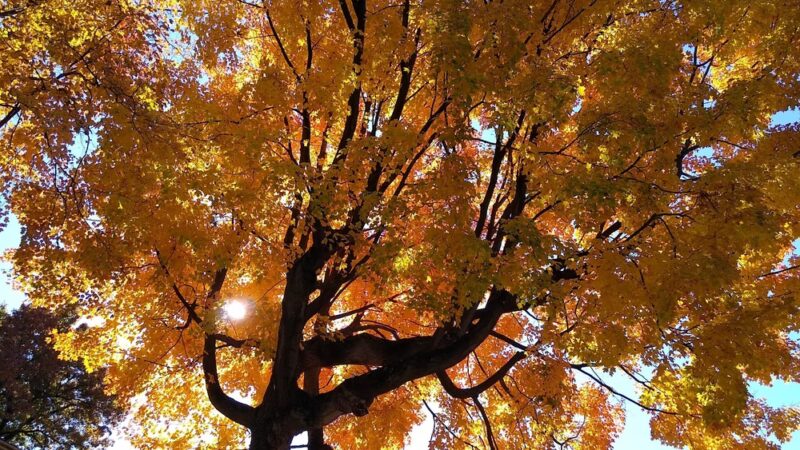 Plum Alley Park - Harrisburg, PA