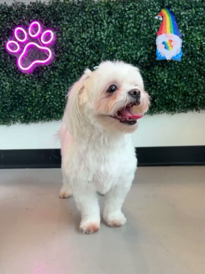 Bubbly Paws - Harrison, NJ