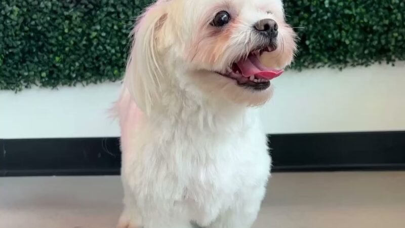 Bubbly Paws - Harrison, NJ