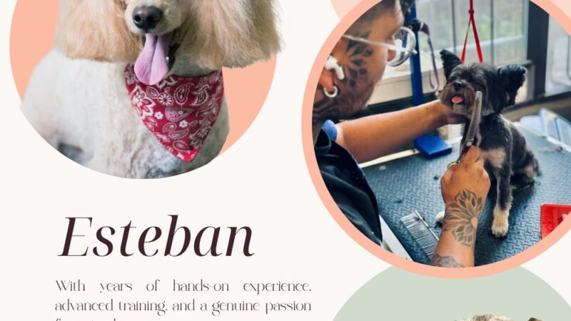 Bubbly Paws - Harrison, NJ