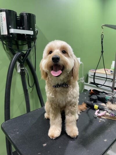 Bubbly Paws - Harrison, NJ