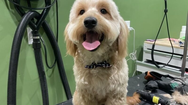 Bubbly Paws - Harrison, NJ