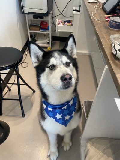 Bubbly Paws - Harrison, NJ