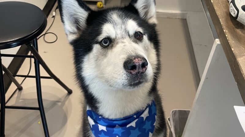 Bubbly Paws - Harrison, NJ