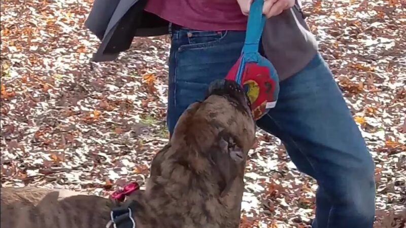 Hartford City Dog Park - Hartford City, IN