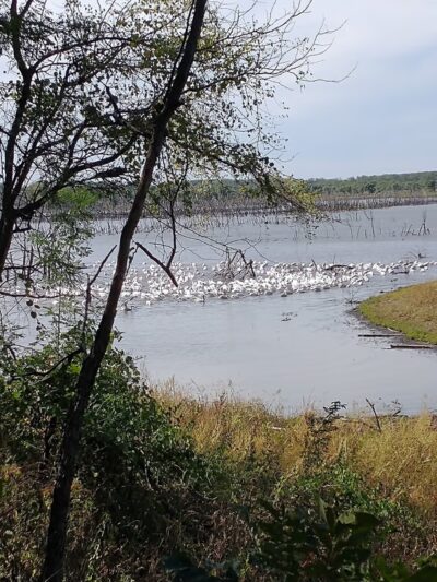 Dove Roost Trail - Hartford, KS