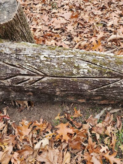 Clapp Scorgie Trails - Harvard, MA