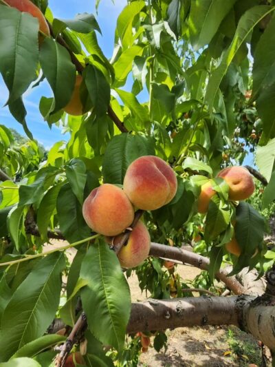 Doe Orchards - Harvard, MA