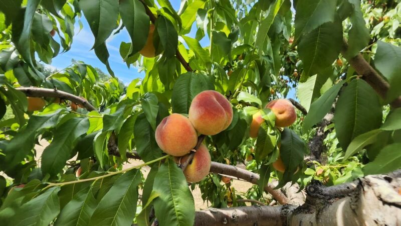 Doe Orchards - Harvard, MA