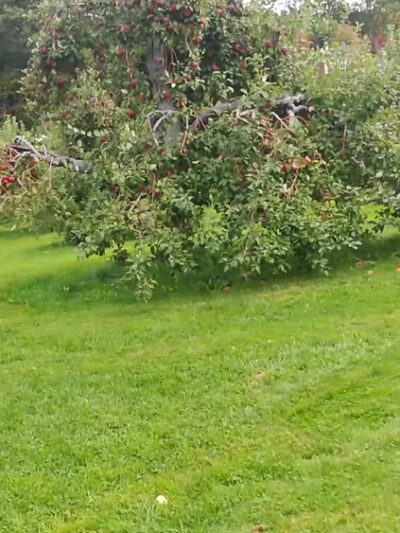 Doe Orchards - Harvard, MA