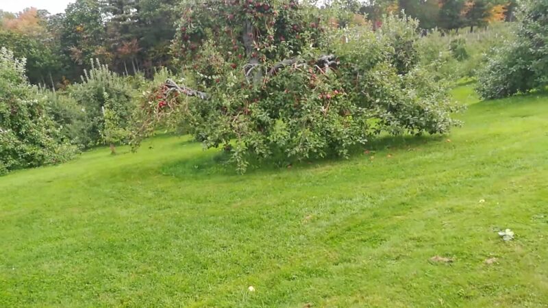 Doe Orchards - Harvard, MA