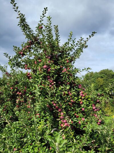 Doe Orchards - Harvard, MA