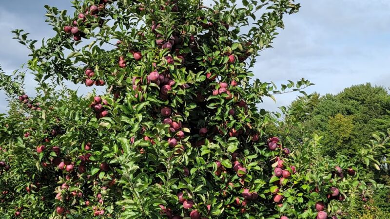 Doe Orchards - Harvard, MA