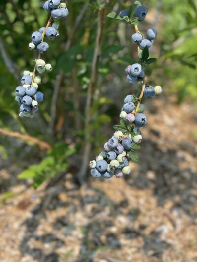 Doe Orchards - Harvard, MA
